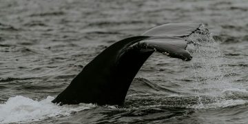 Selling Storm: Bitcoin Whales Could Drive Prices Down Further, Experts Warn