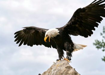 Trump-Linked World Liberty Backs USD1 With Treasury-Fueled Expansion