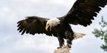 Trump-Linked World Liberty Backs USD1 With Treasury-Fueled Expansion