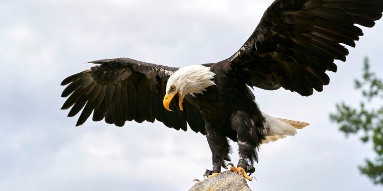 Trump-Linked World Liberty Backs USD1 With Treasury-Fueled Expansion