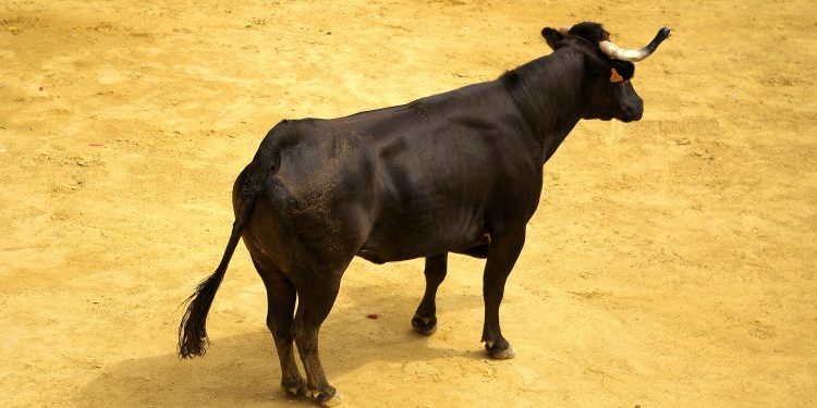 XRP Holders Labeled ‘Uneducated Perma Bulls’ By Veteran Trader – Details