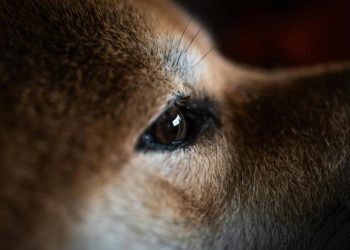 Is Dogecoin Waking Up? Critical On-Chain Metric Explodes Higher