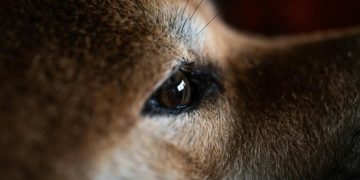 Is Dogecoin Waking Up? Critical On-Chain Metric Explodes Higher