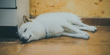 Shiba Inu Declared ‘Dead’—Unless This Game-Changer Arrives, Expert Says