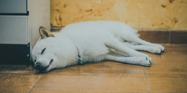 Shiba Inu Declared ‘Dead’—Unless This Game-Changer Arrives, Expert Says