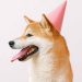 Dogecoin’s Dozen Years: King Of Meme Coins Marks 12th Birthday In Rough Markets