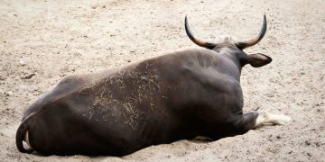 Santiment: Bitcoin Bulls Loading Up As Whales And Sharks Buy The Dip