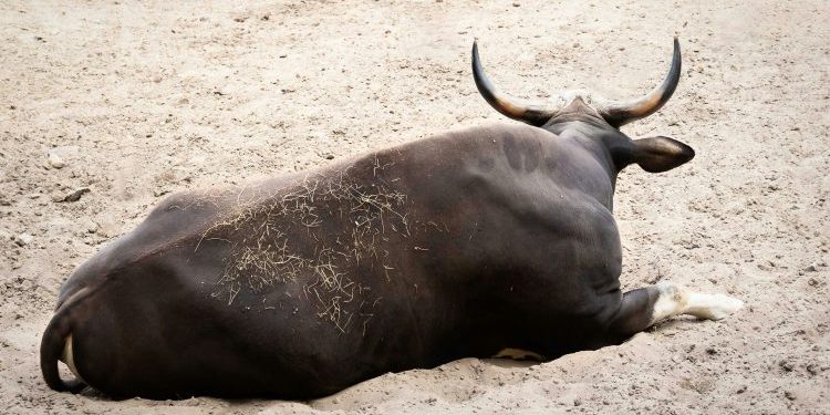 Santiment: Bitcoin Bulls Loading Up As Whales And Sharks Buy The Dip