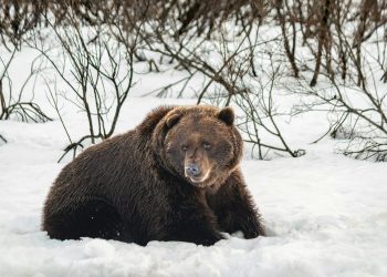 Bitcoin’s Bear Market Might Not Be New: Data Points To A 2-Month Slide