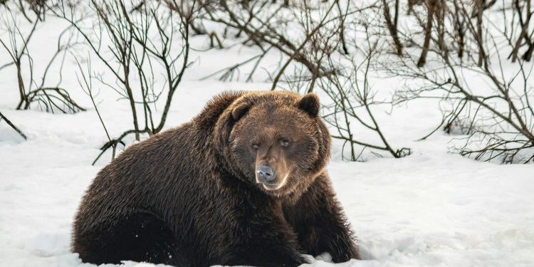 Bitcoin’s Bear Market Might Not Be New: Data Points To A 2-Month Slide