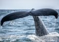 The Bitcoin Whale Comeback Story May Be Overblown, Onchain Data Shows