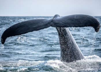 The Bitcoin Whale Comeback Story May Be Overblown, Onchain Data Shows
