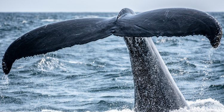 The Bitcoin Whale Comeback Story May Be Overblown, Onchain Data Shows